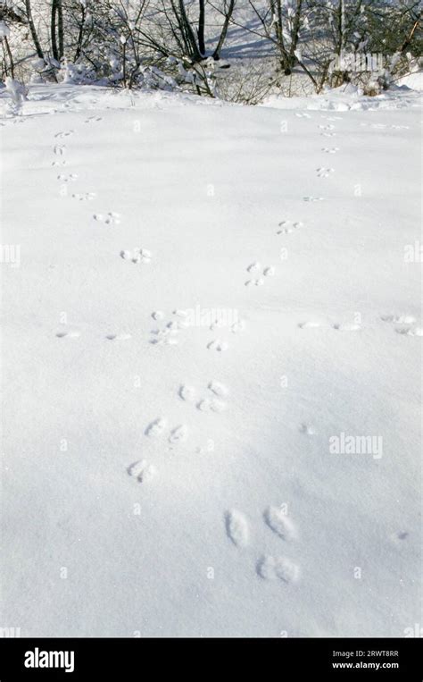 Rabbit tracks in the snow, Rabbit spoor, Rabbit footprint, Rabbit trail ...