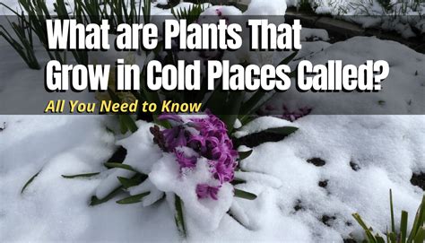 What are Plants That Grow in Cold Places Called? - The Backyard Pros