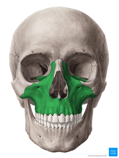 Palate expander aesthetics : r/orthotropics