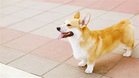 Corgi Tail - Should they be Short or Long? Should Corgi Tails be Docked?