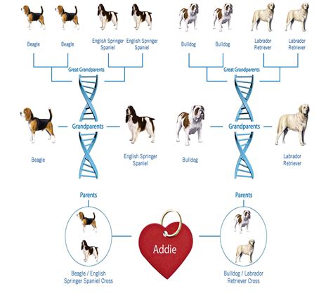 Are Dog Breed Dna Tests Accurate