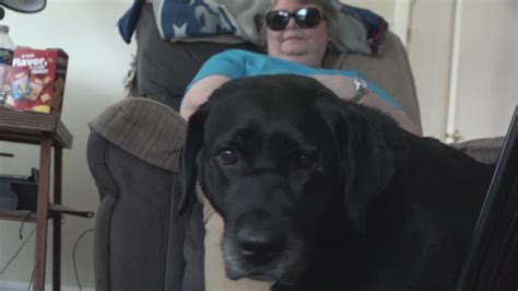 Training puppies to become guide dogs for the blind | newscentermaine.com