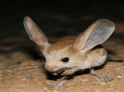 Did you hear the one about the long-eared jerboa? It's been photographed for the first time ...