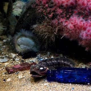 Ugly Fish | This photo was taken at the Monterey Bay Aquariu… | Flickr