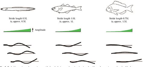 [PDF] Tuning in to fish swimming waves: body form, swimming mode and muscle function | Semantic ...