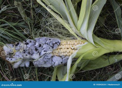 Corn Smut Caused By Fungus Ustilago Maydis Royalty-Free Stock Image ...