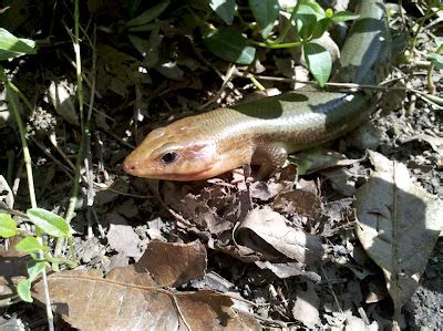 Divinebunbun's Rugged Rural Missouri: Hello, Southern Coal Skink