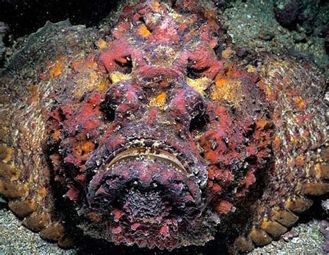 Stonefish - World's Most Venomous Fish | Animal Pictures and Facts | FactZoo.com