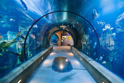 Sleep Over At Oregon Coast Aquarium In The Passages Of The Deep