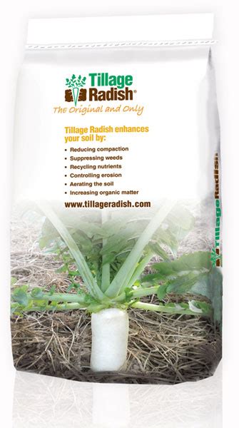 Tillage Radish - Speare Seeds - Grass, Forage, Corn, Organic Seeds in ...