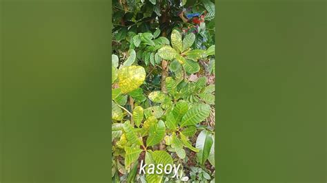 kasoy tree - YouTube