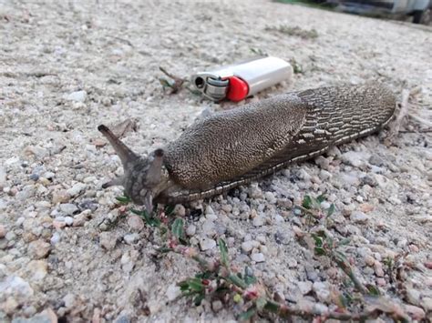 The biggest slug I ever found cruising in my backyard a bit ago : r/AbsoluteUnits