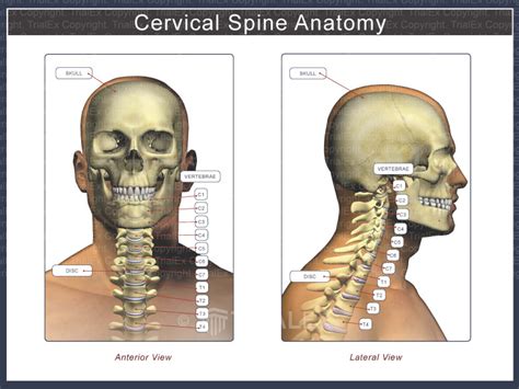 Cervical Spine Anatomy Mri Anatomy Drawing Diagram Vr - vrogue.co
