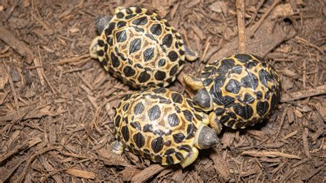 Houston Zoo welcomes three baby tortoises - Axios Houston