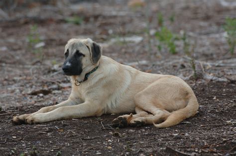 Kangal Livestock Guardian Dogs - Livestock Cattle