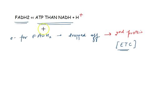 SOLVED: Why does FADH2 result in fewer ATP than NADH + H+? FADH2 only contains electrons. FADH2 ...