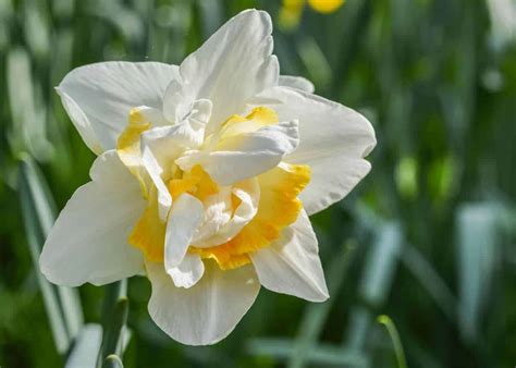 Yellow And White Daffodils