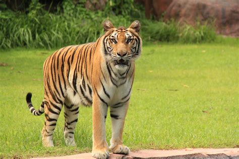 Subspecies of Tigers in the World - Taman Safari Bali