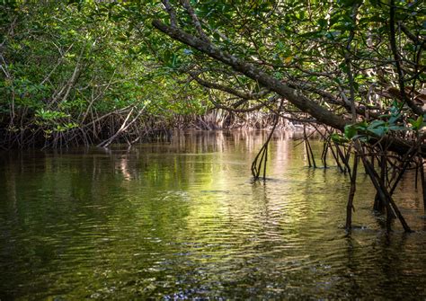 Everglades Restoration Helps Fight Climate Change