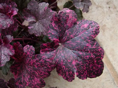 Top 10 Heuchera Varieties