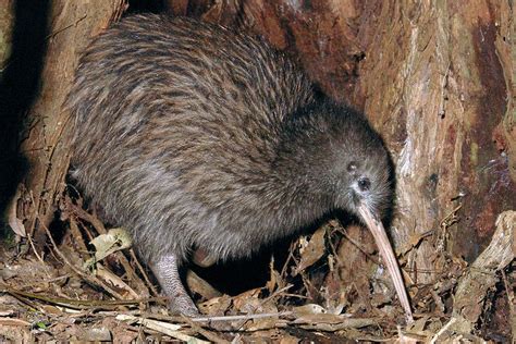 North Island brown kiwi - Alchetron, the free social encyclopedia