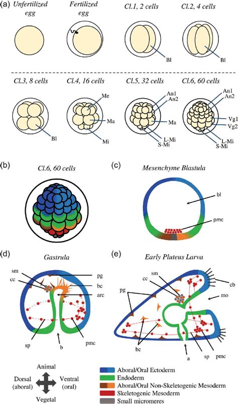 5 Diagrams of sea urchin embryo development. (a) The six first... | Download Scientific Diagram