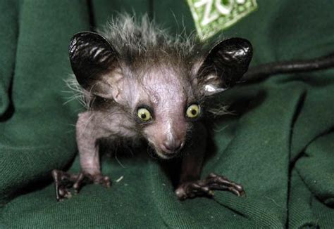 9 Most Scary and Horrible Looking but Harmless Animals - PickChur