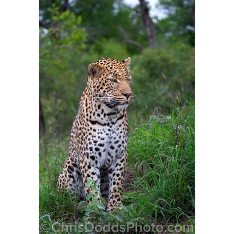 Male Leopard Portrait — Nature Photography Blog