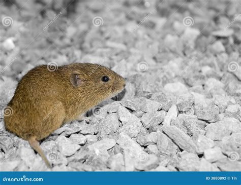 Vole on gravel stock photo. Image of cute, animal, gravel - 3880892