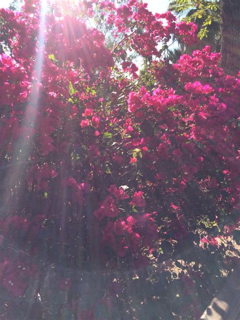 Crimson flowers | Planting flowers, Greenery, Flowers