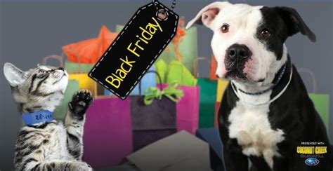 Broward Humane Society hosts Black Friday pet adoption event – WSVN 7News | Miami News, Weather ...