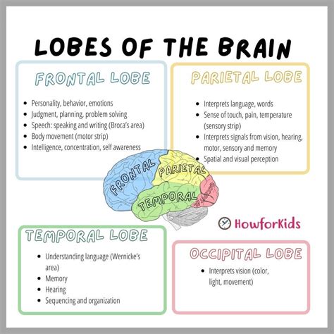 Brain Lobes And Function Chart