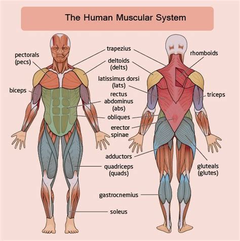 Muscles In The Body Diagram For Kids Muscles Of The Body Diagram For | Images and Photos finder