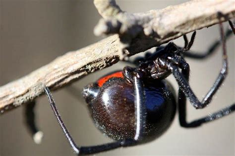 Black Widow Spider - A-Z Animals