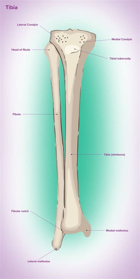 Tibial Tuberosity - Bio Lexicon