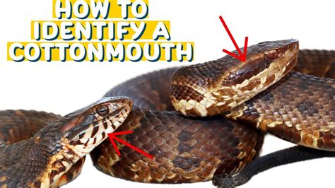 Water Moccasin Vs Cottonmouth – What’s the Difference? – Nature Blog Network