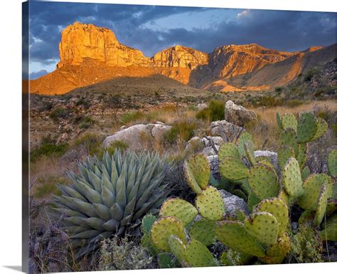 Opuntia cactus and Agave near El Capitan, Chihuahuan Desert, Texas Wall ...