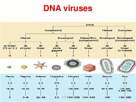 Evolution Of Large Dsdna Viruses Of Eukaryotes From Two