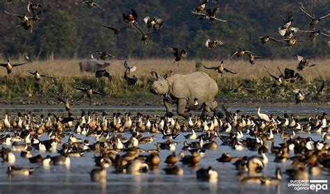 Pobitora Sanctuary in Assam: A Wildlife Lover's Paradise from One ...