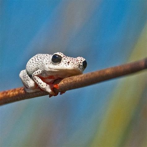 Angolan Reed Frog, Okavango Delta, Botswana. © Konstantinos Arvanitopoulos Photography. | Frog ...