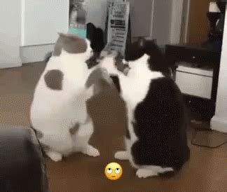 Cats Fighting GIF - Cats Fighting CatFight - Discover & Share GIFs