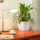 Desk Plants | Osborne Plant Service