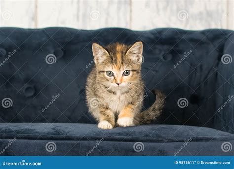 Tabby calico kitten stock image. Image of adorable, white - 98756117