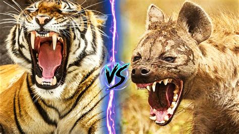 Hyena vs Big Cats - Which is Stronger - Wild and Domestic