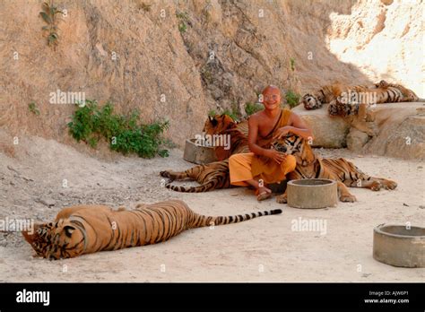 Tiger Temple / Kanchanaburi Stock Photo - Alamy