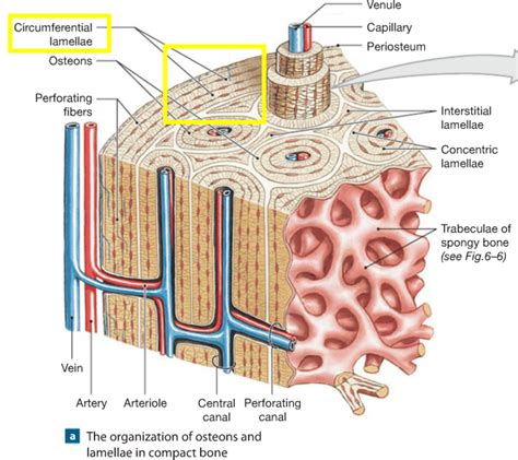 Print Chapter 6: Osseous Tissue and Bone Structure flashcards | Easy Notecards