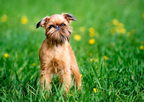 5 Things to Know About Brussels Griffons - Petful