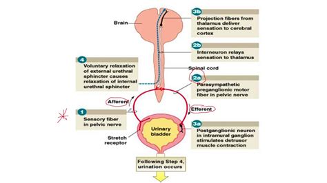 Micturition Reflex - YouTube