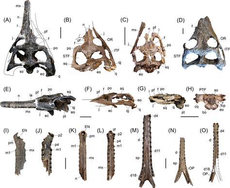 Cranial and mandibular specimens referred to Gryposuchus pachakamue sp.... | Download Scientific ...