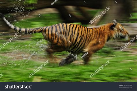 The Fast Motion Of The Running Bengal Tiger In Forest Stock Photo 68051350 : Shutterstock